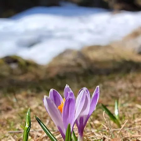 Stackler54 - Mit Balkon *