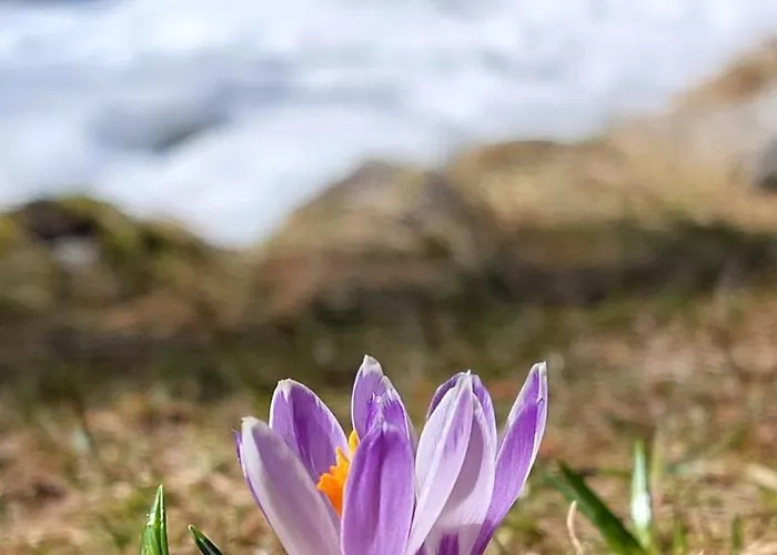 Stackler54 - Mit Balkon *